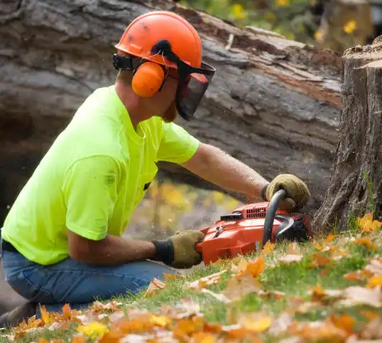 tree services Terrytown